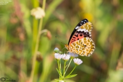 Argynnis hyperbius - Female