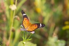 Argynnis hyperbius - Female