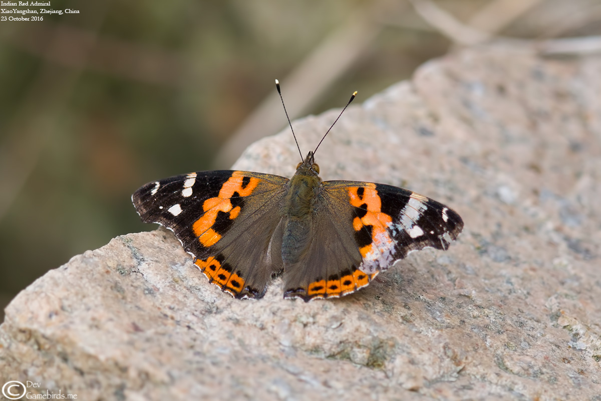 3 Photos<br />Common Name : Indian Red Admiral