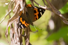 Vanessa indica