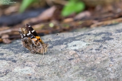 Vanessa indica