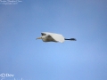 Intermediate Egret