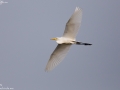 Intermediate Egret