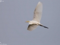Intermediate Egret