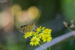 Isoteinon lamprospilus