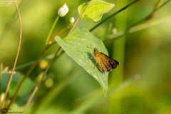 Isoteinon lamprospilus
