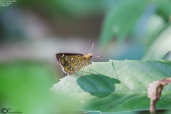 Isoteinon lamprospilus
