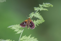 Isoteinon lamprospilus