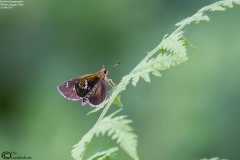 Isoteinon lamprospilus