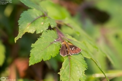Isoteinon lamprospilus
