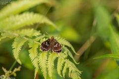 Isoteinon lamprospilus