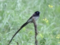 Japanese Paradise Flycatcher