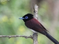 Japanese Paradise Flycatcher