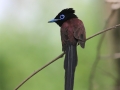 Japanese Paradise Flycatcher