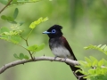 Japanese Paradise Flycatcher