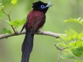 Japanese Paradise Flycatcher