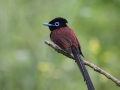 Japanese Paradise Flycatcher