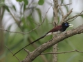 Japanese Paradise Flycatcher