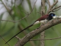 Japanese Paradise Flycatcher