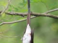 Japanese Paradise Flycatcher