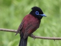 Japanese Paradise Flycatcher