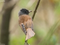 Japanese Paradise Flycatcher