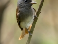 Japanese Paradise Flycatcher