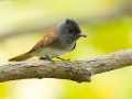 Japanese Paradise Flycatcher