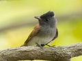 Japanese Paradise Flycatcher