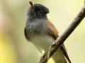 Japanese Paradise Flycatcher