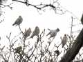 Japanese Waxwing