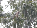 Japanese Waxwing