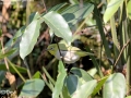 Japanese White-eye