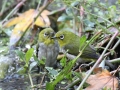 Japanese White-eye