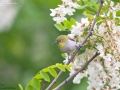 Japanese White-eye