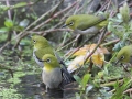 Japanese White-eye