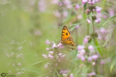 Junonia almana