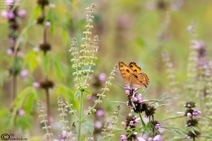 Junonia almana