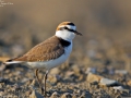 Kentish Plover