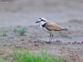 Kentish Plover