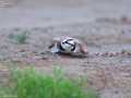 Kentish Plover