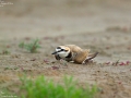 Kentish Plover