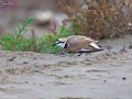 Kentish Plover