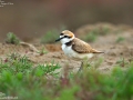 Kentish Plover