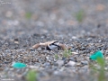 Kentish Plover