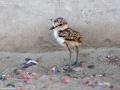 Kentish Plover