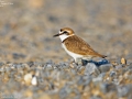 Kentish Plover