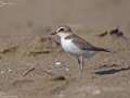 Kentish Plover