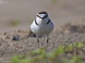 Kentish Plover