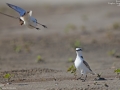 Kentish Plover